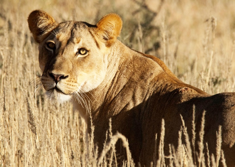 Lion standing in a field