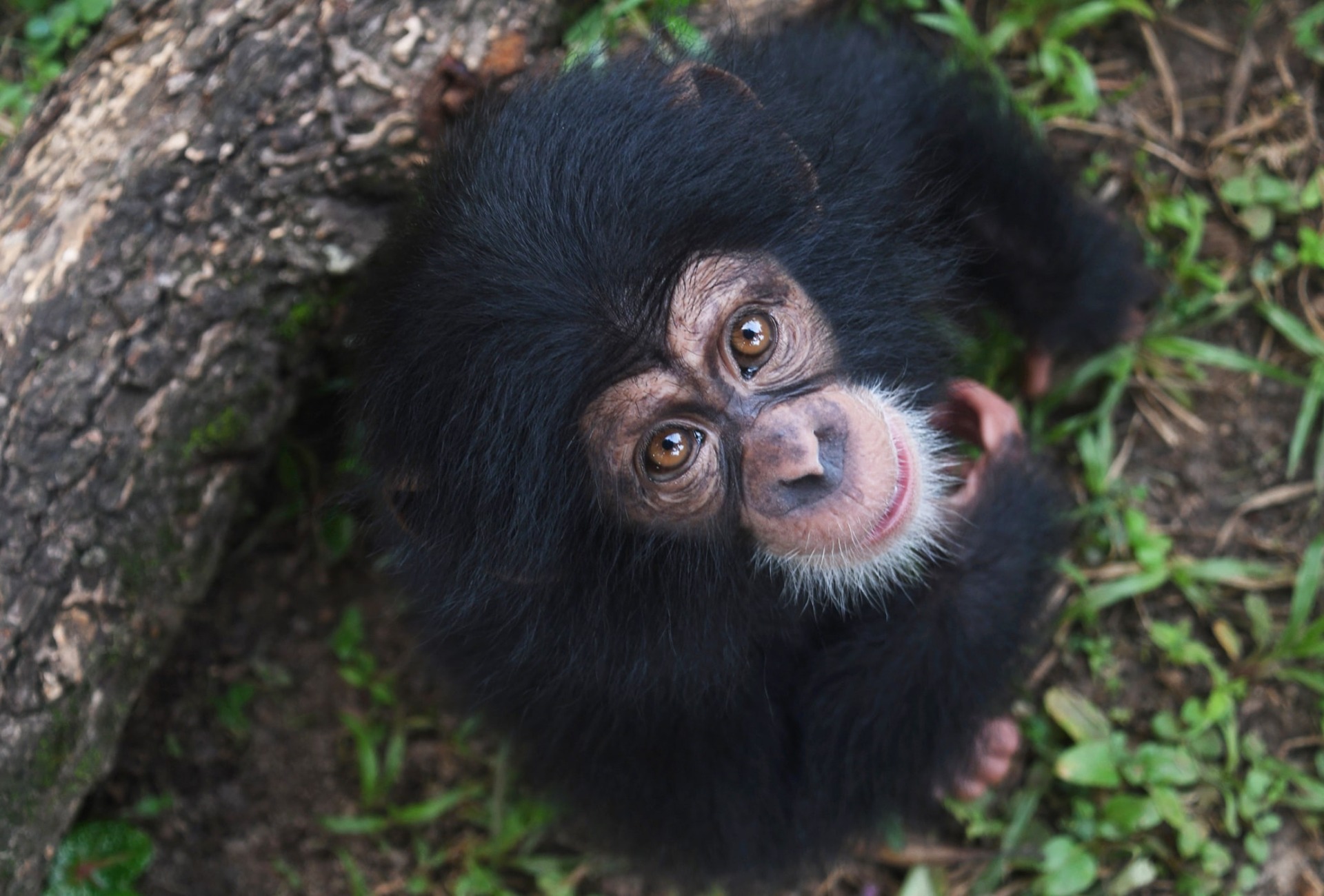 A Chimpanzee looks up