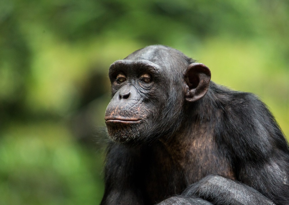 The Endangered Chimpanzee, by firgint