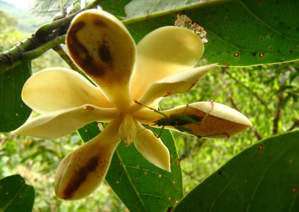 Magnolia polyhypsophylla, one of hundreds of Magnolia species in Colombia.