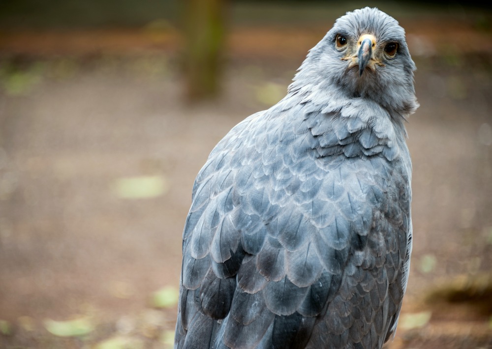 The Endangered Crowned Solitary Eagle