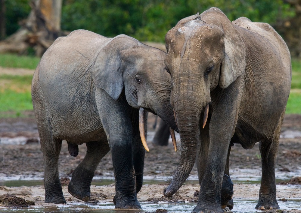 Critically Endangered Forest Elephants, by Gudkov Andrey/shutterstock