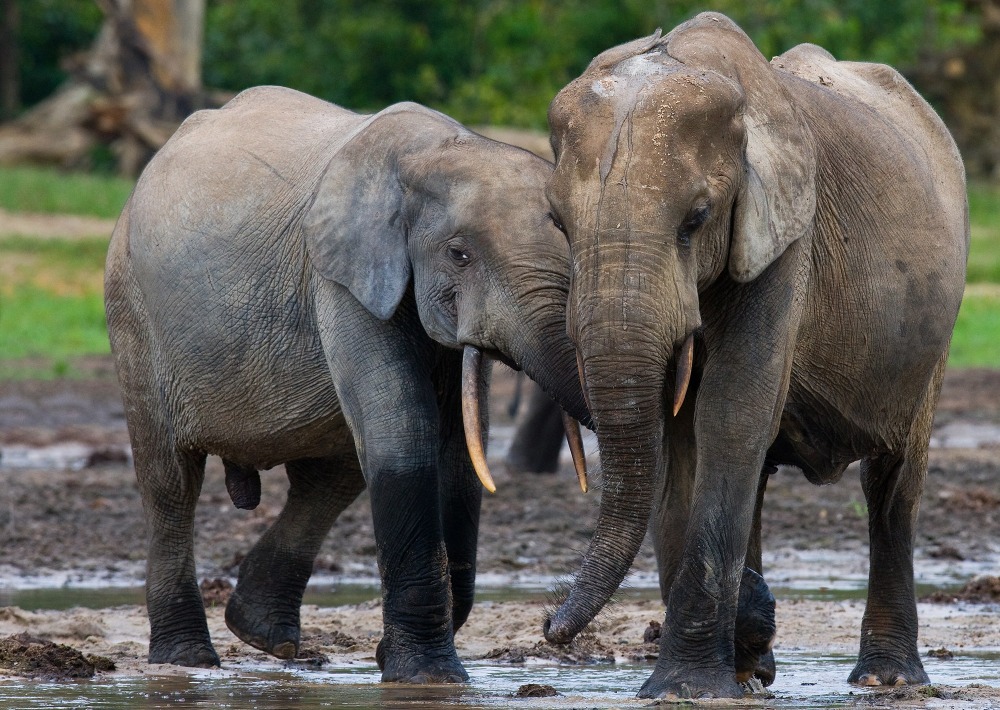 Critically Endangered Forest Elephants, by Gudkov Andrey/shutterstock