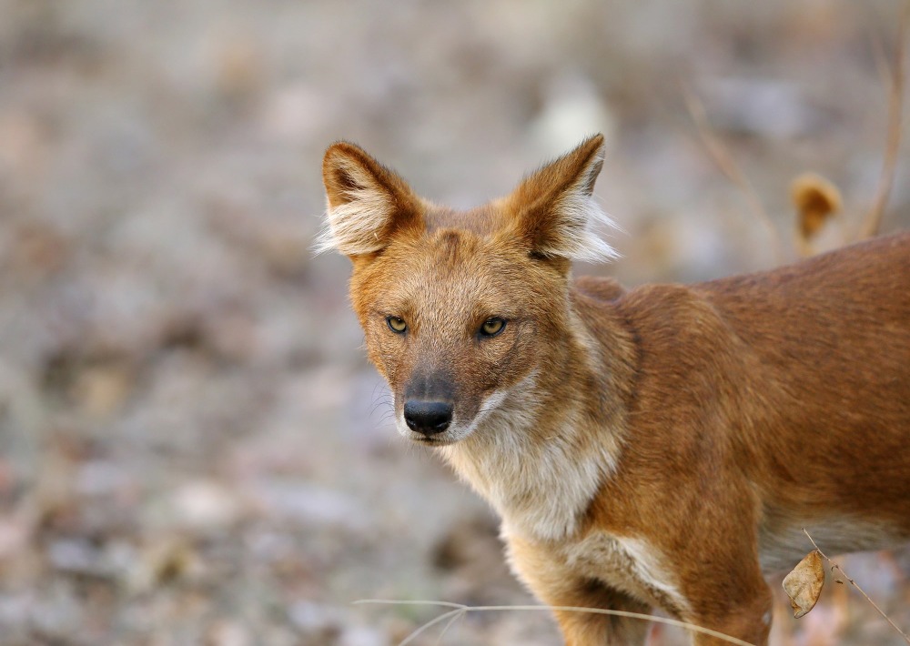 The Endangered Dhole, or Asiatic Wild Dog, by Dr. Ajay Kumar Singh