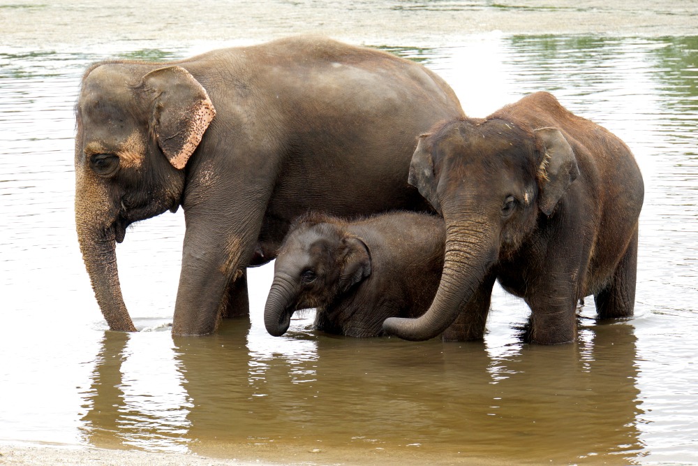 The Endangered Asian Elephant, by Dennis Jarvis/Flickr