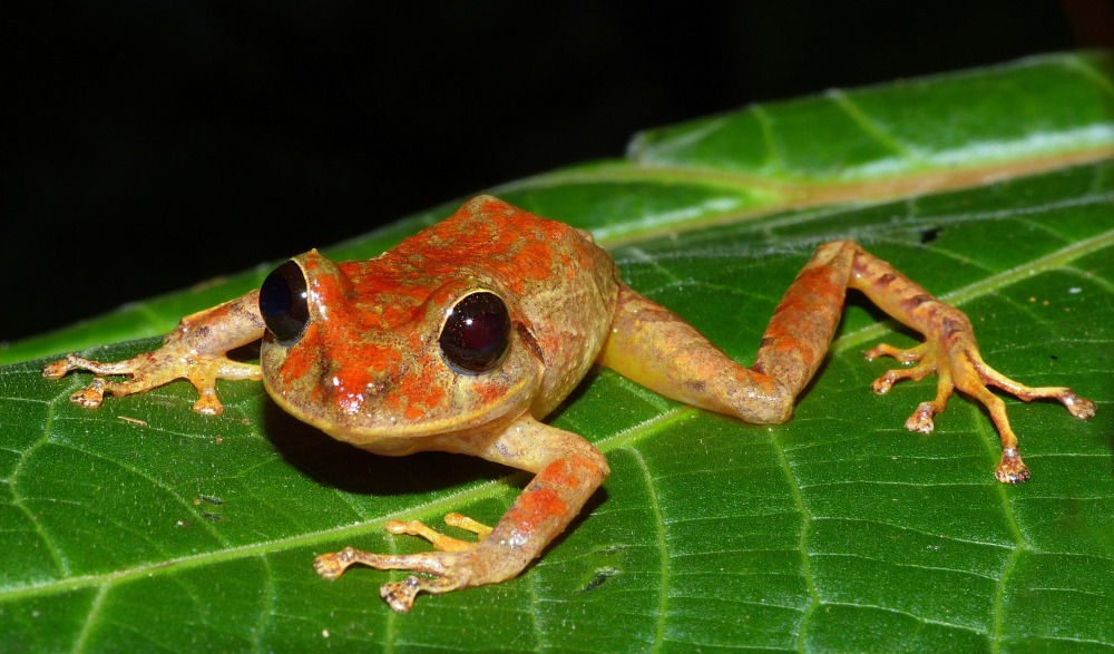 New species of tiny frogs discovered in Madagascar