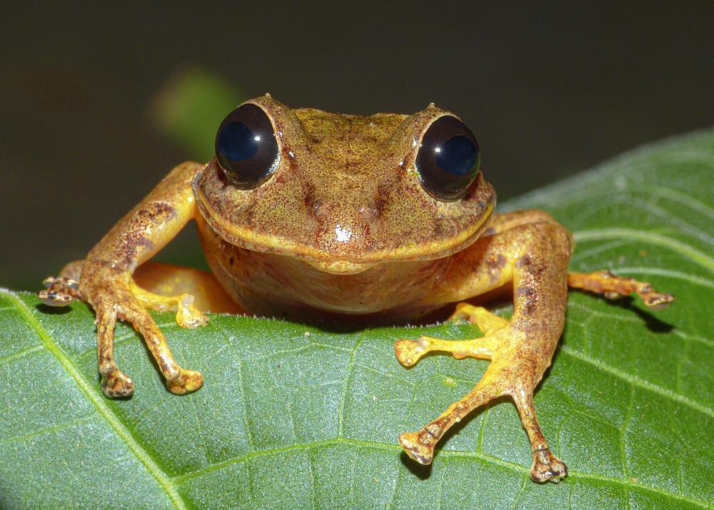 Greta Thunberg Rainfrog