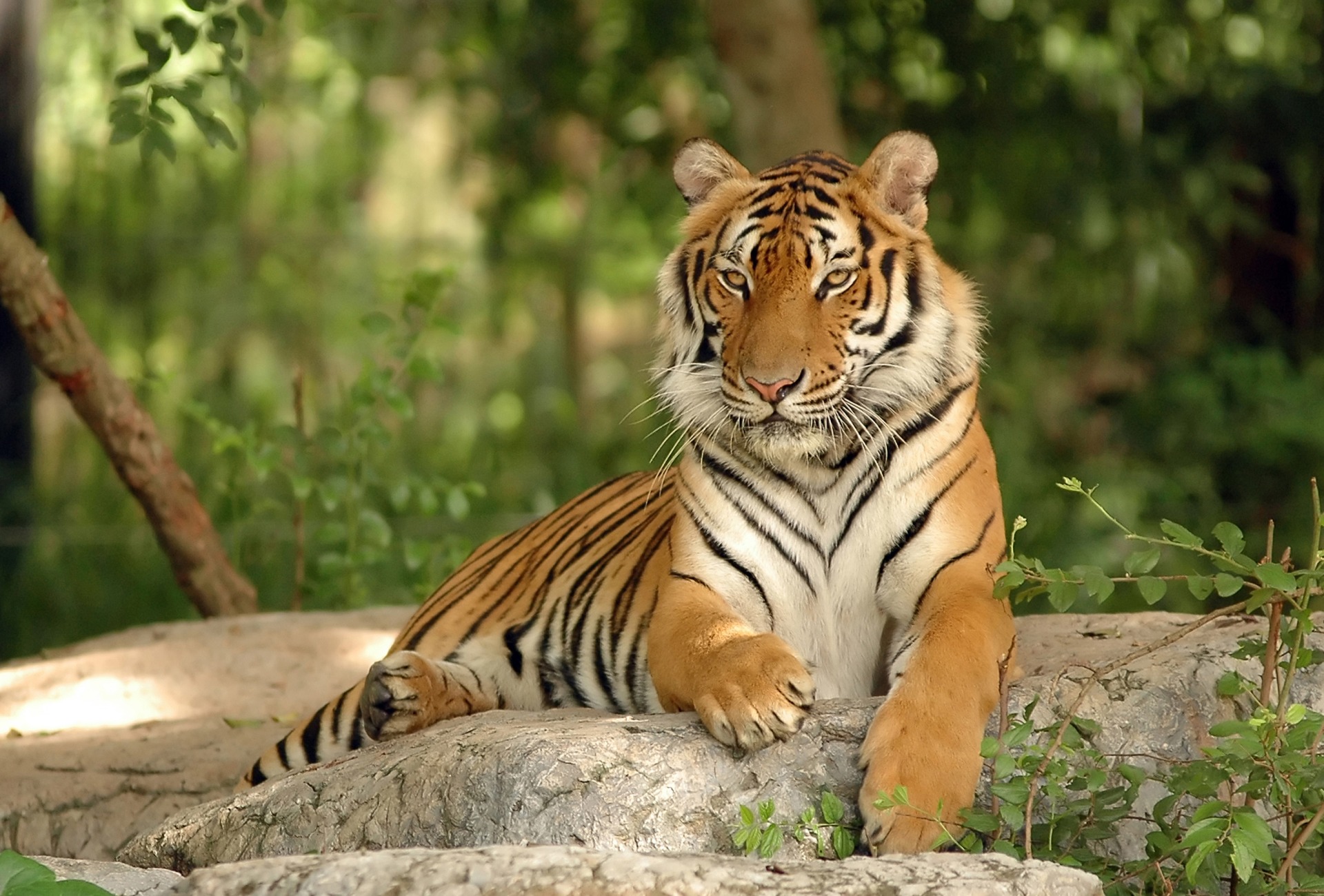 The Endangered Indochinese Tiger