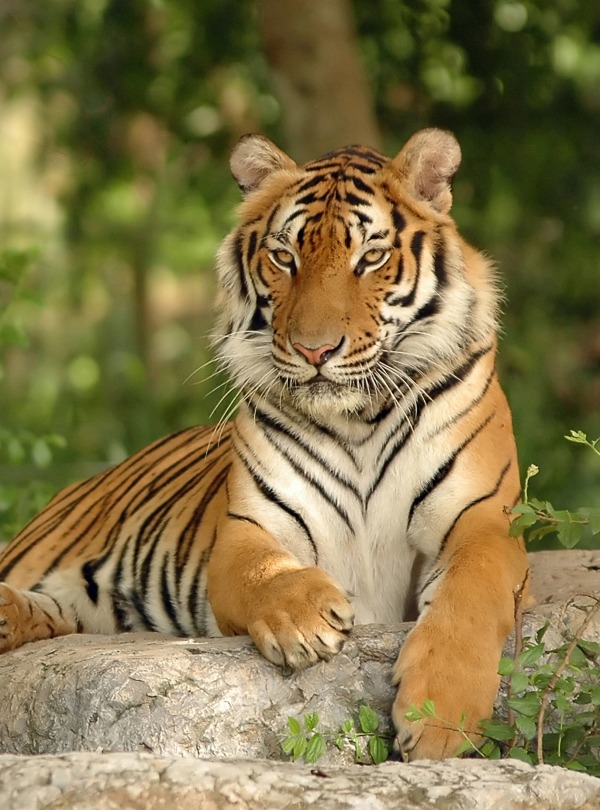 The Endangered Indochinese Tiger