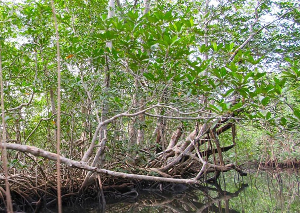 Mangroves within the Douala-Edea Wildlife Reserve, courtesy of Wildlife Conservation Society