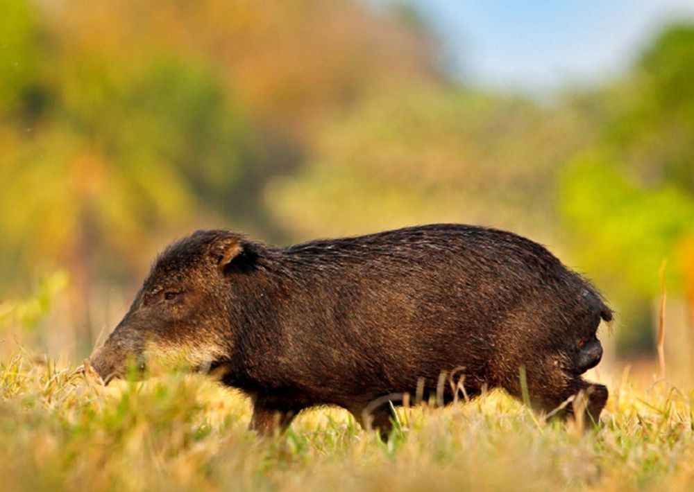The White-lipped Peccary courtesy of Ondrej Prosicky