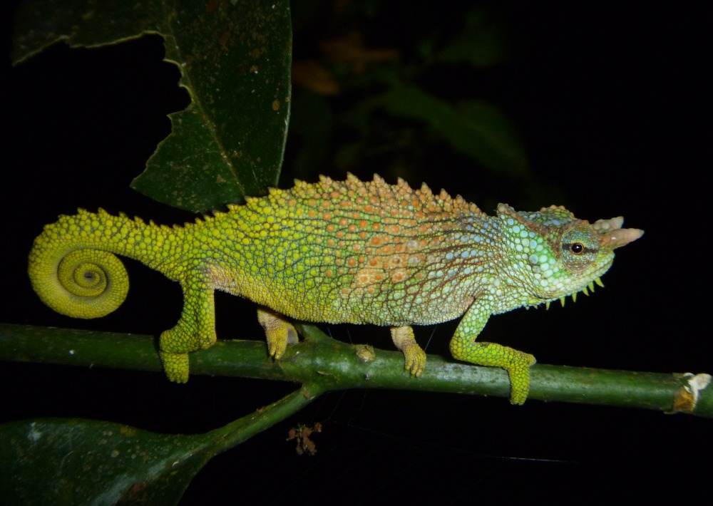 The Endangered Pfeffer's Chameleon