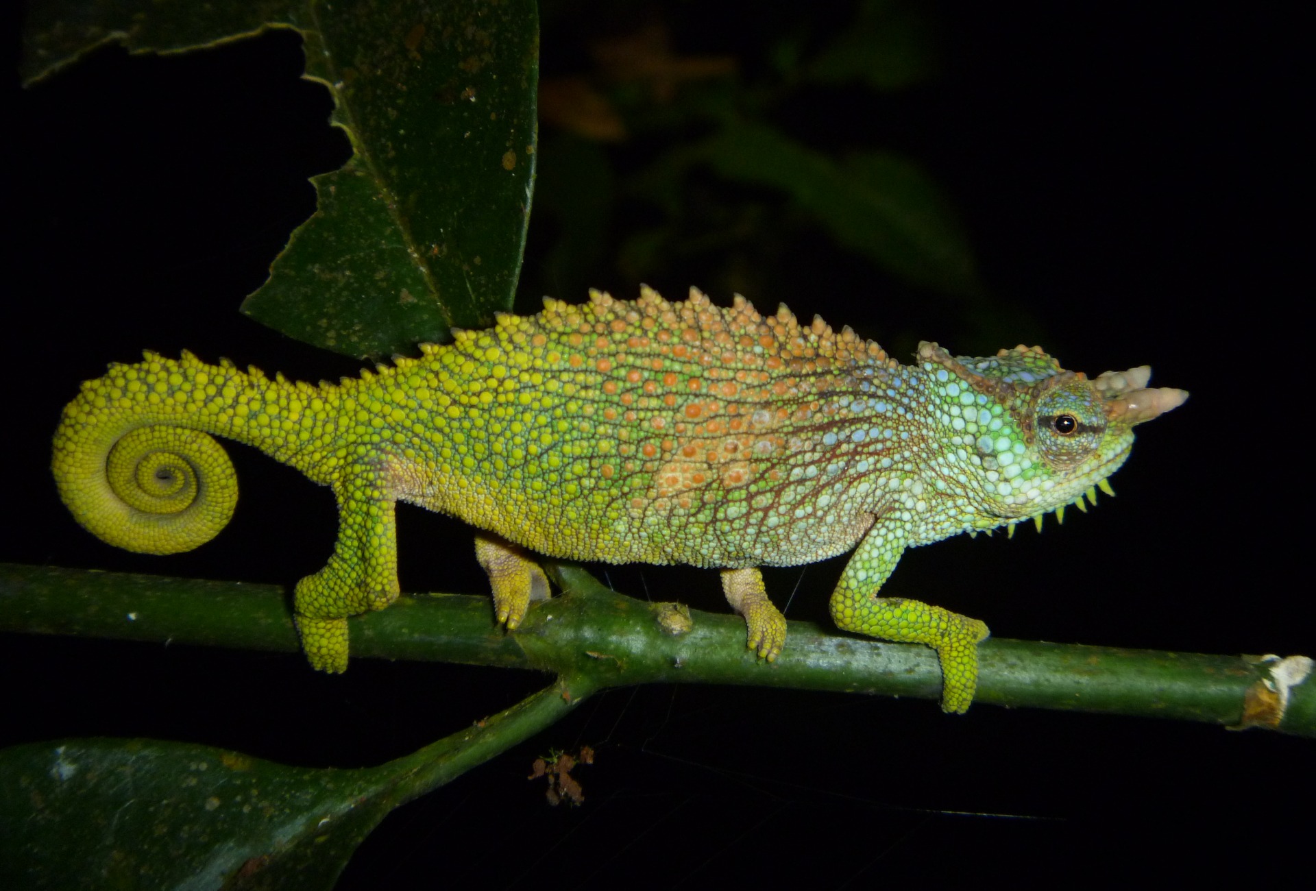 The Endangered Pfeffer's Chameleon