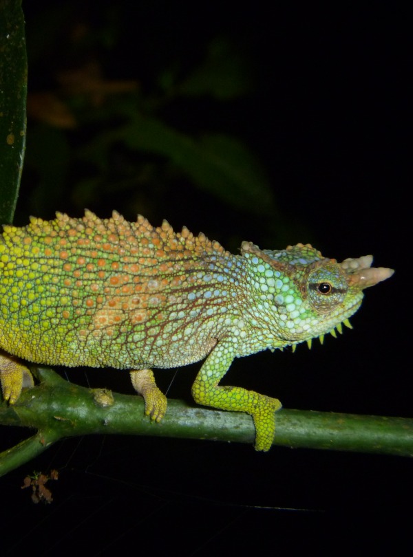 The Endangered Pfeffer's Chameleon