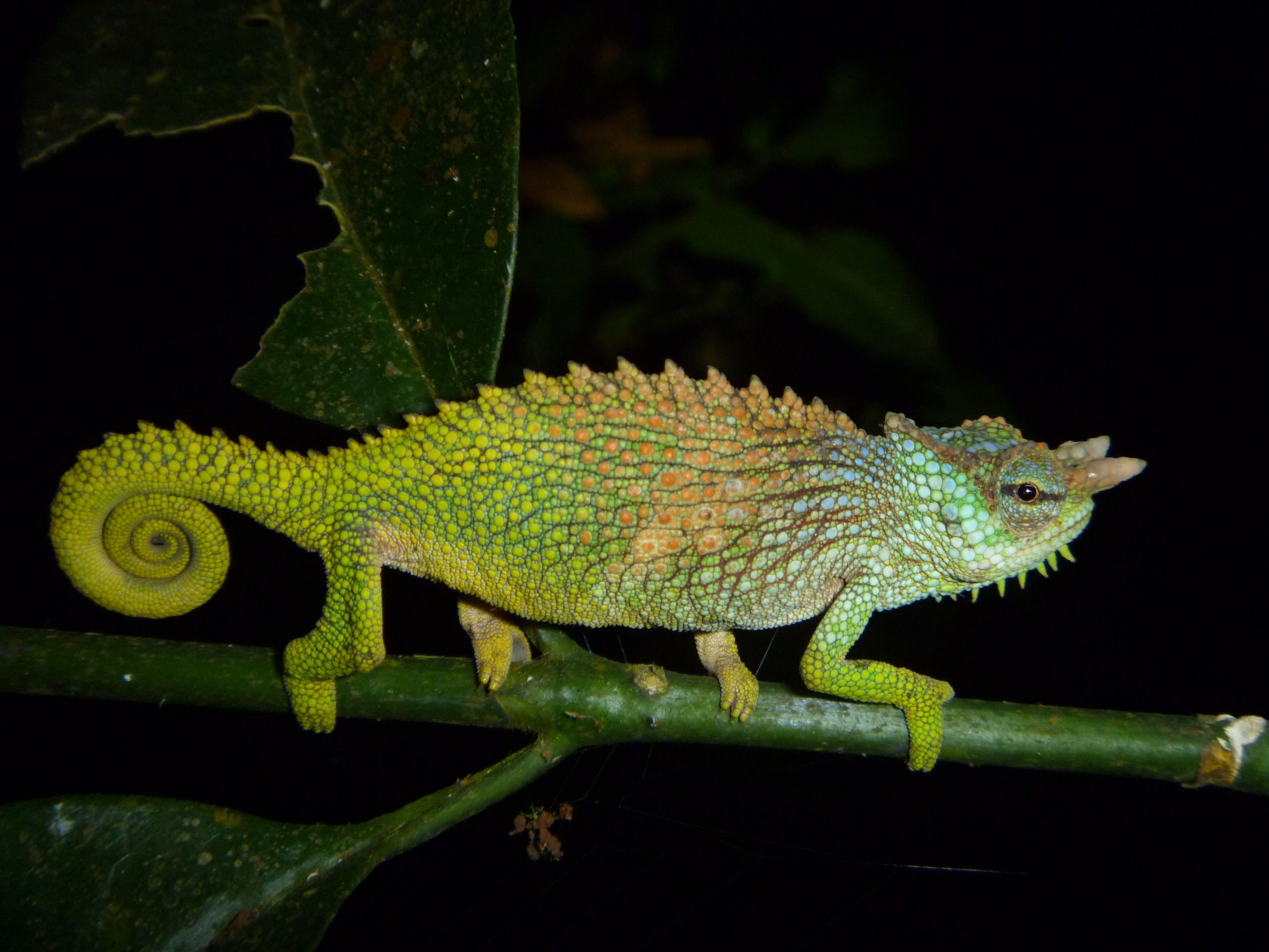 Saving One of the World's Most Critical Hotspots for