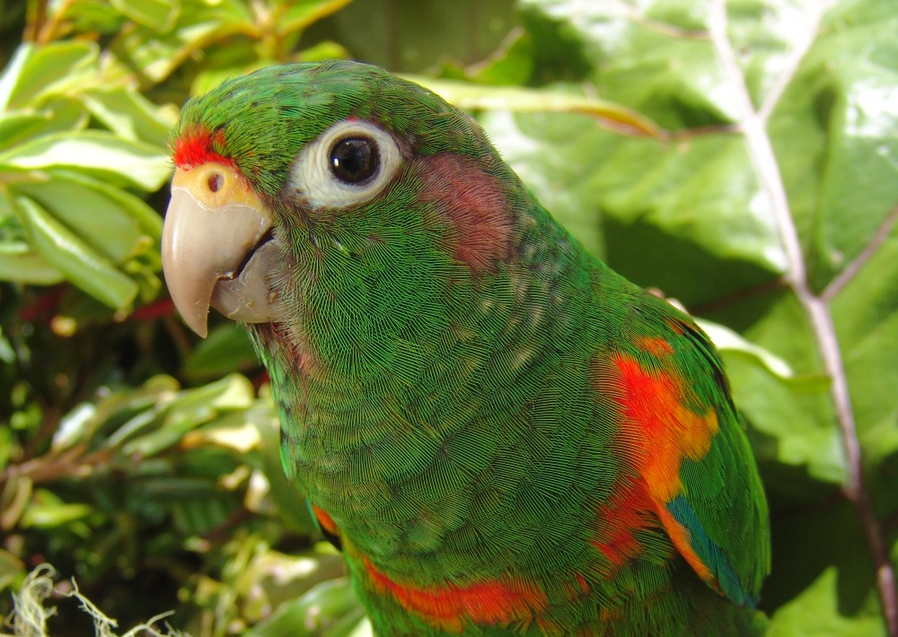 Santa Marta Parakeet, courtesy of Proaves