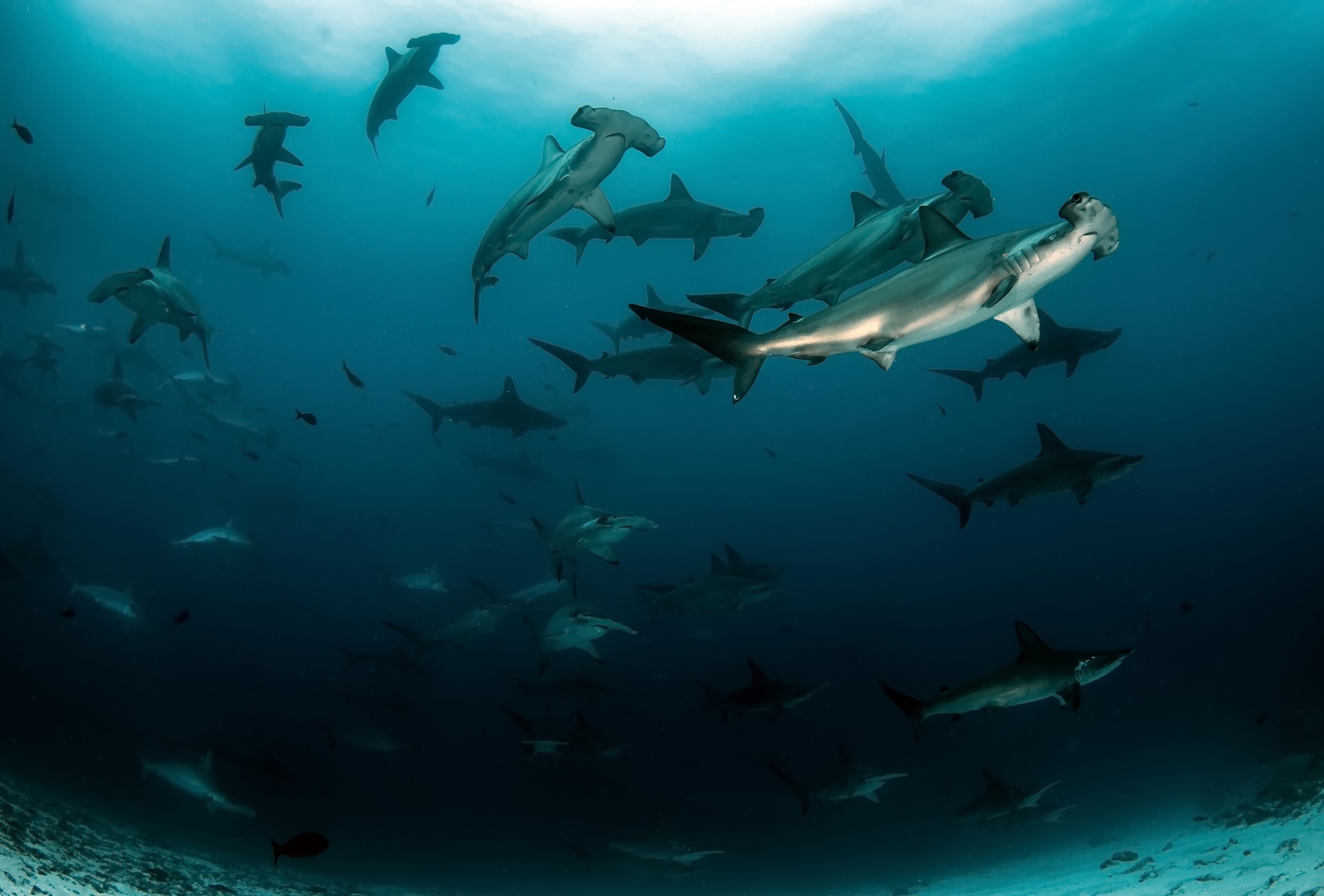 Scalloped Hammerhead Sharks, courtesy of Tomas Kotouc