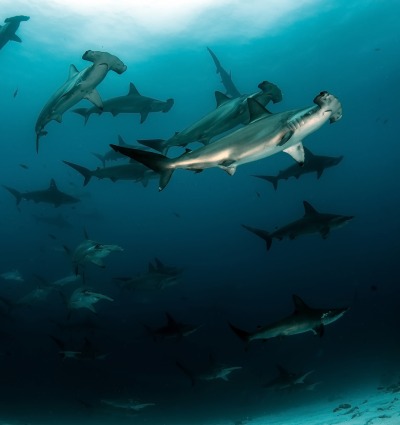 Scalloped Hammerhead Sharks, courtesy of Tomas Kotouc