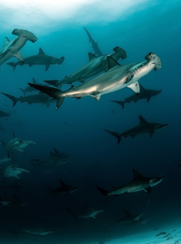 Scalloped Hammerhead Sharks, courtesy of Tomas Kotouc