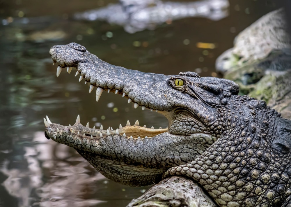 The Critically Endangered Siamese Crocodile, or freshwater crocodile.