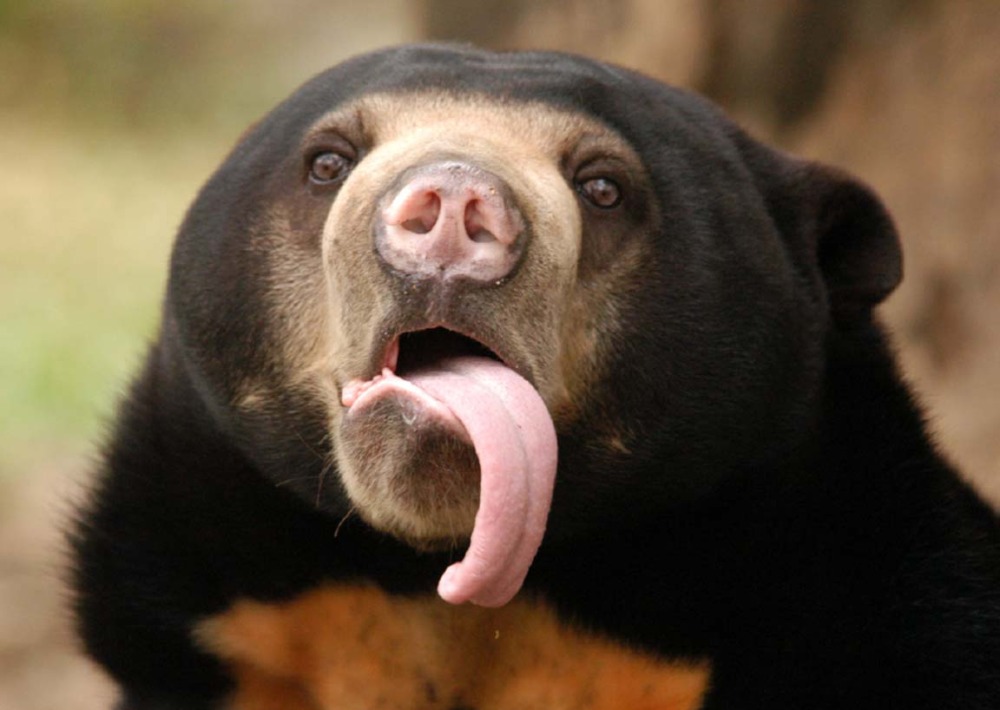 A Sun Bear with its tongue sticking out