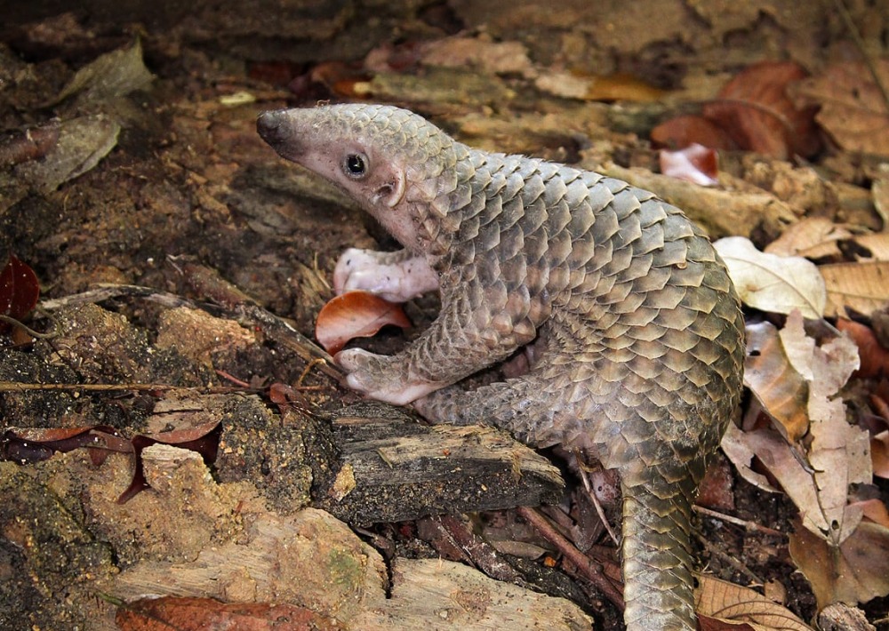 Sunda Pangolin