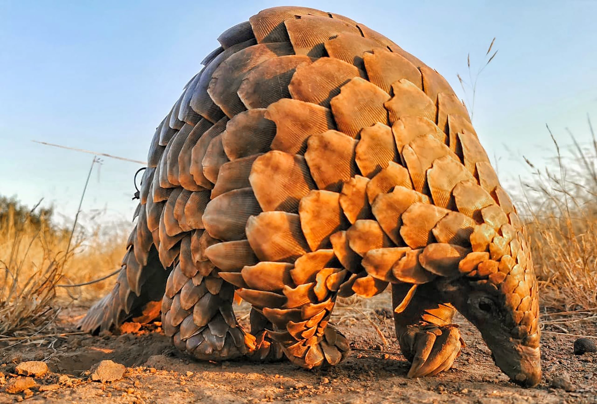 Temminck's Ground Pangolin - Photo Credit Simon Naylor