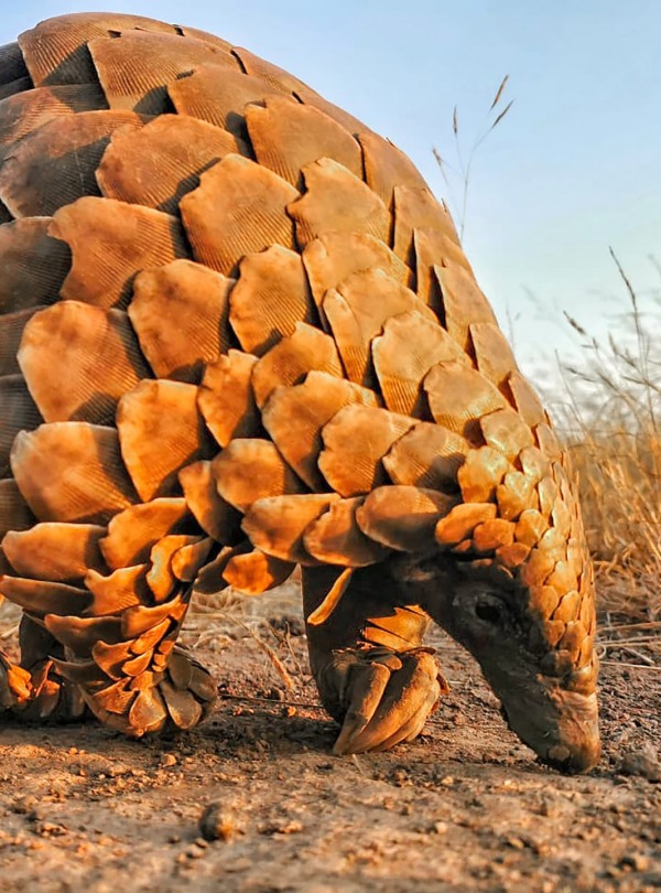 Temminck's Ground Pangolin - Photo Credit Simon Naylor