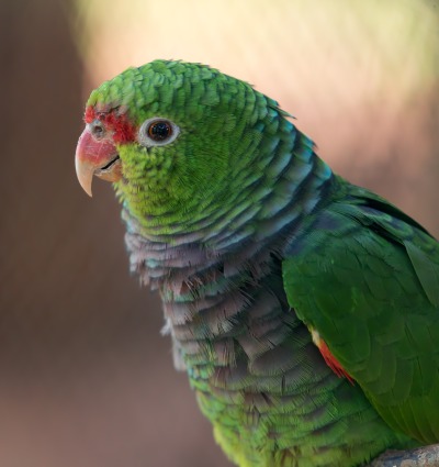 Vinaceous-breasted Parrot