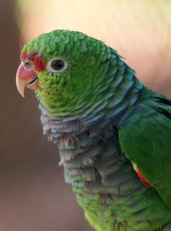 Vinaceous-breasted Parrot