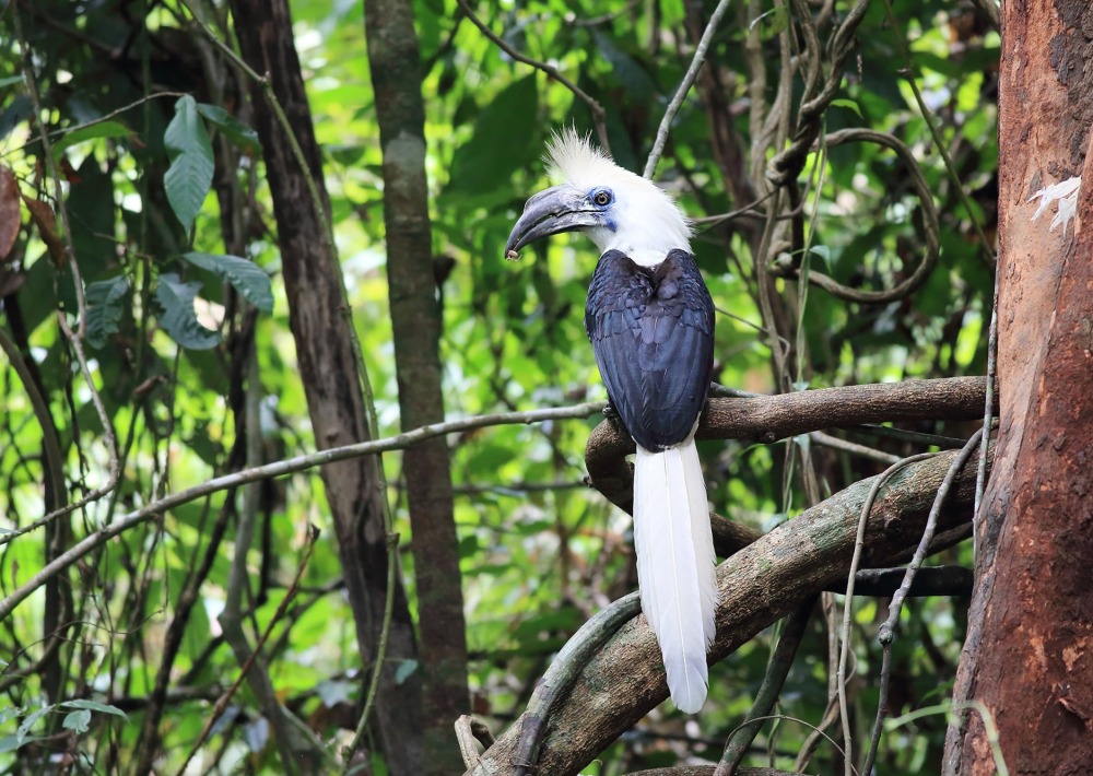 The Endangered White-crowned Hornbill sits in a tree in the forests of Thailand