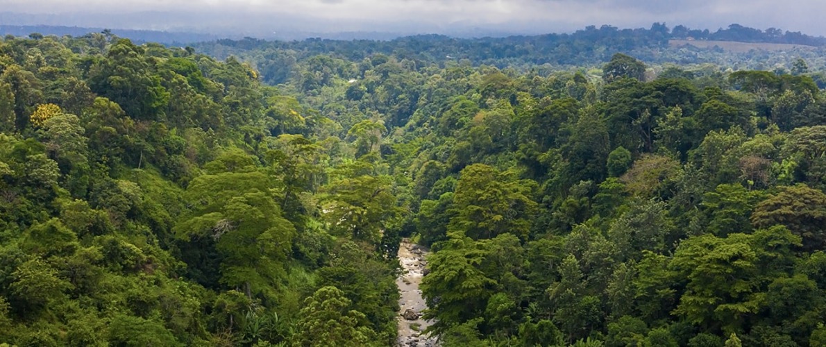 Tanzania Forest