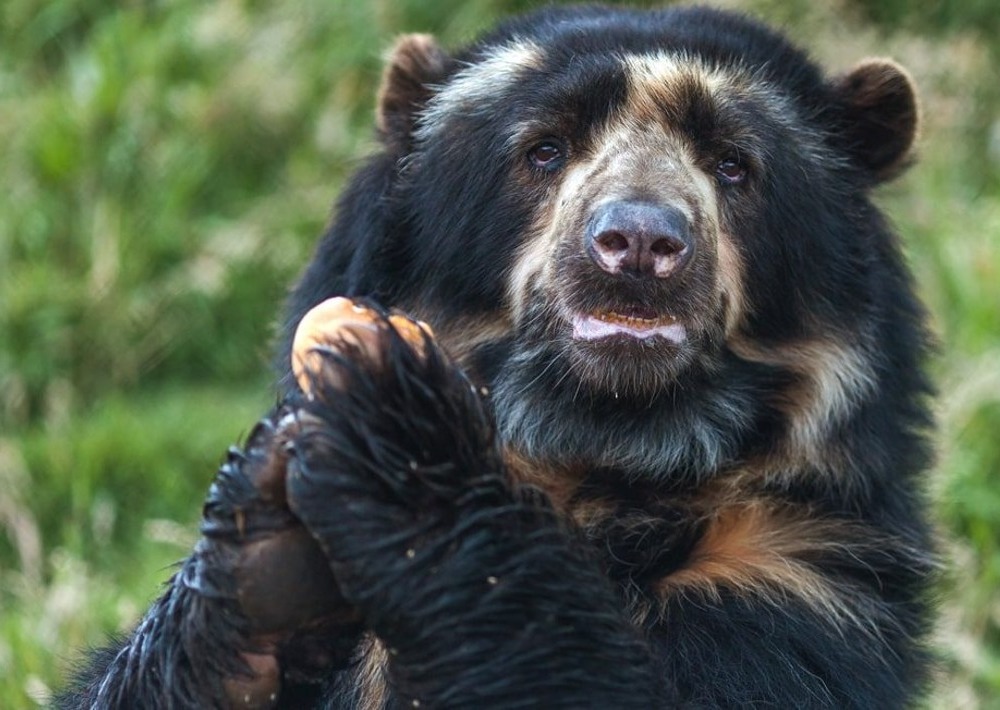 Spectacled Bear sitting in forest