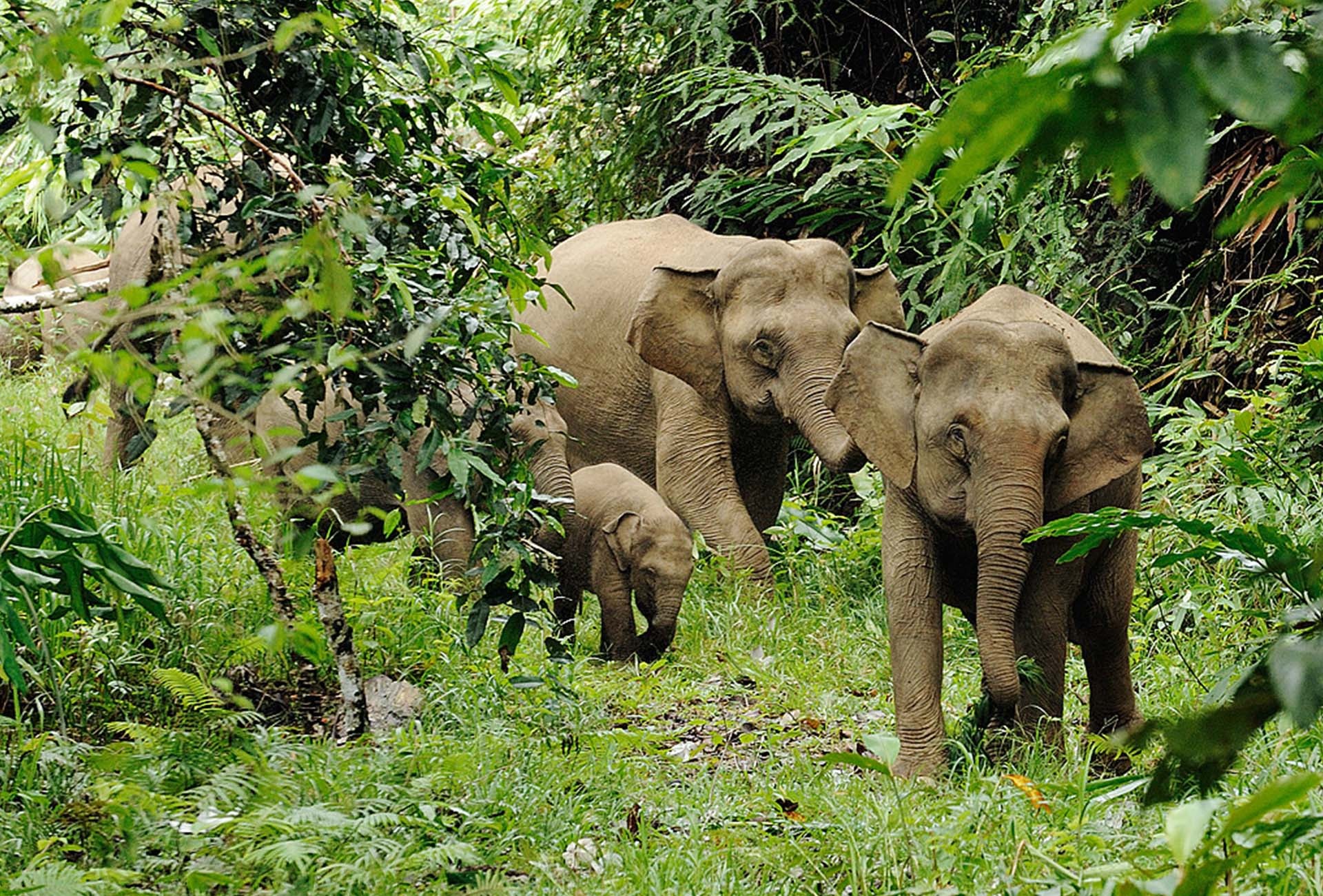 Borneo Rainforest Information What To Pack Trekking Through Borneo s