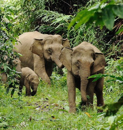 Protecting the Last Great Forests of Northern Borneo – Rainforest