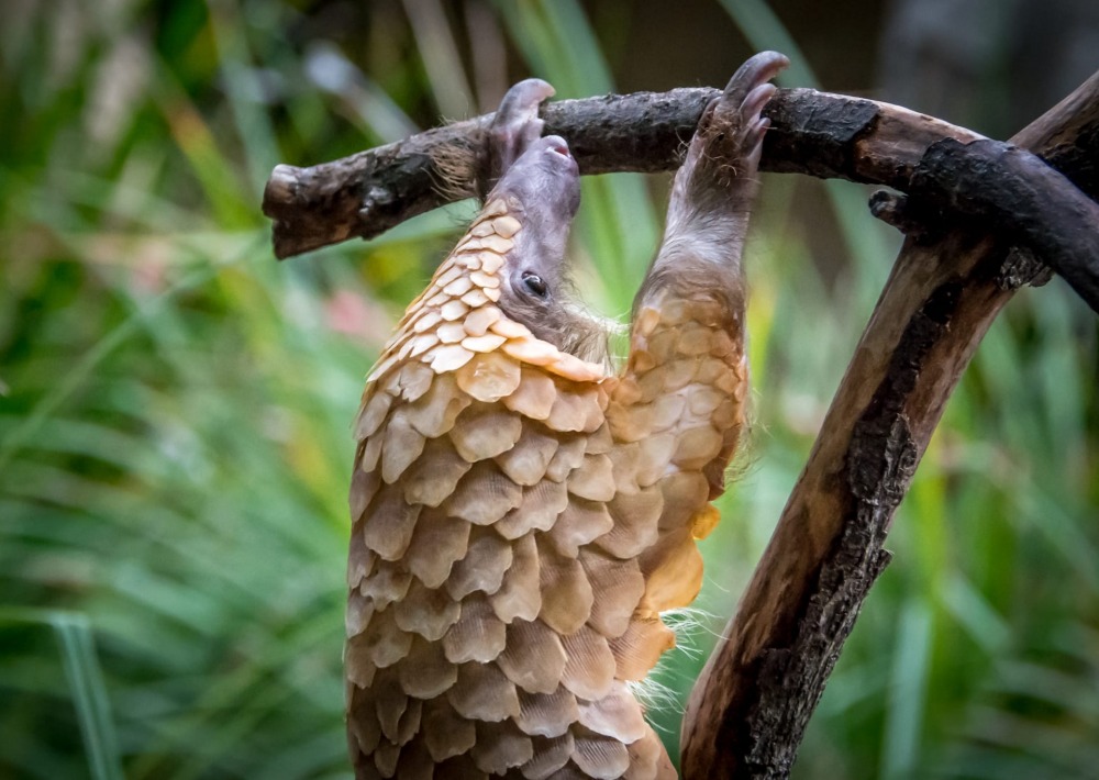 White Bellied Pangolin