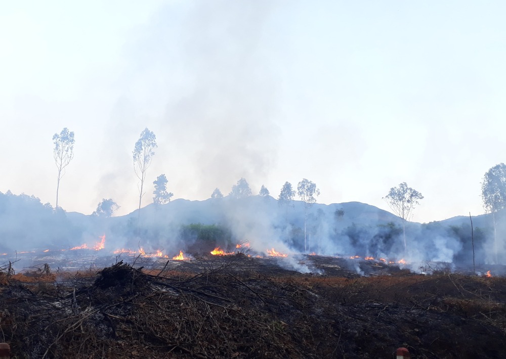 Deforestation in Tan My Tay, Vietnam, by GreenViet