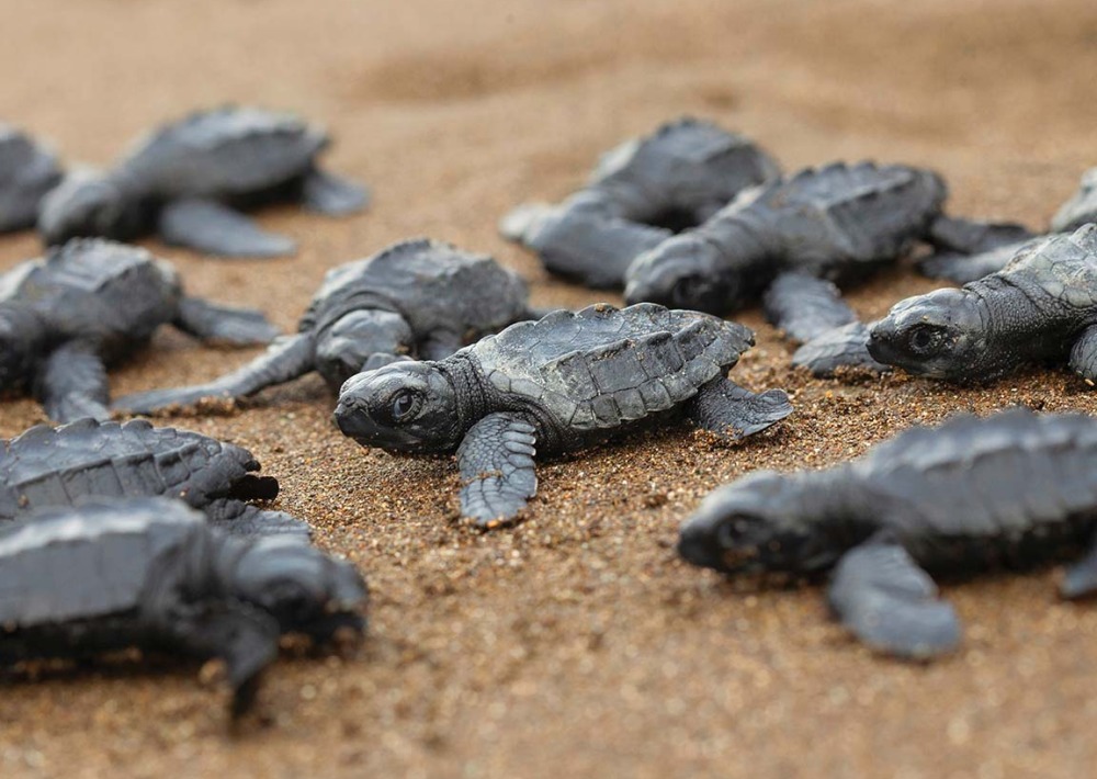 Baby Olive Ridley Sea Turtles