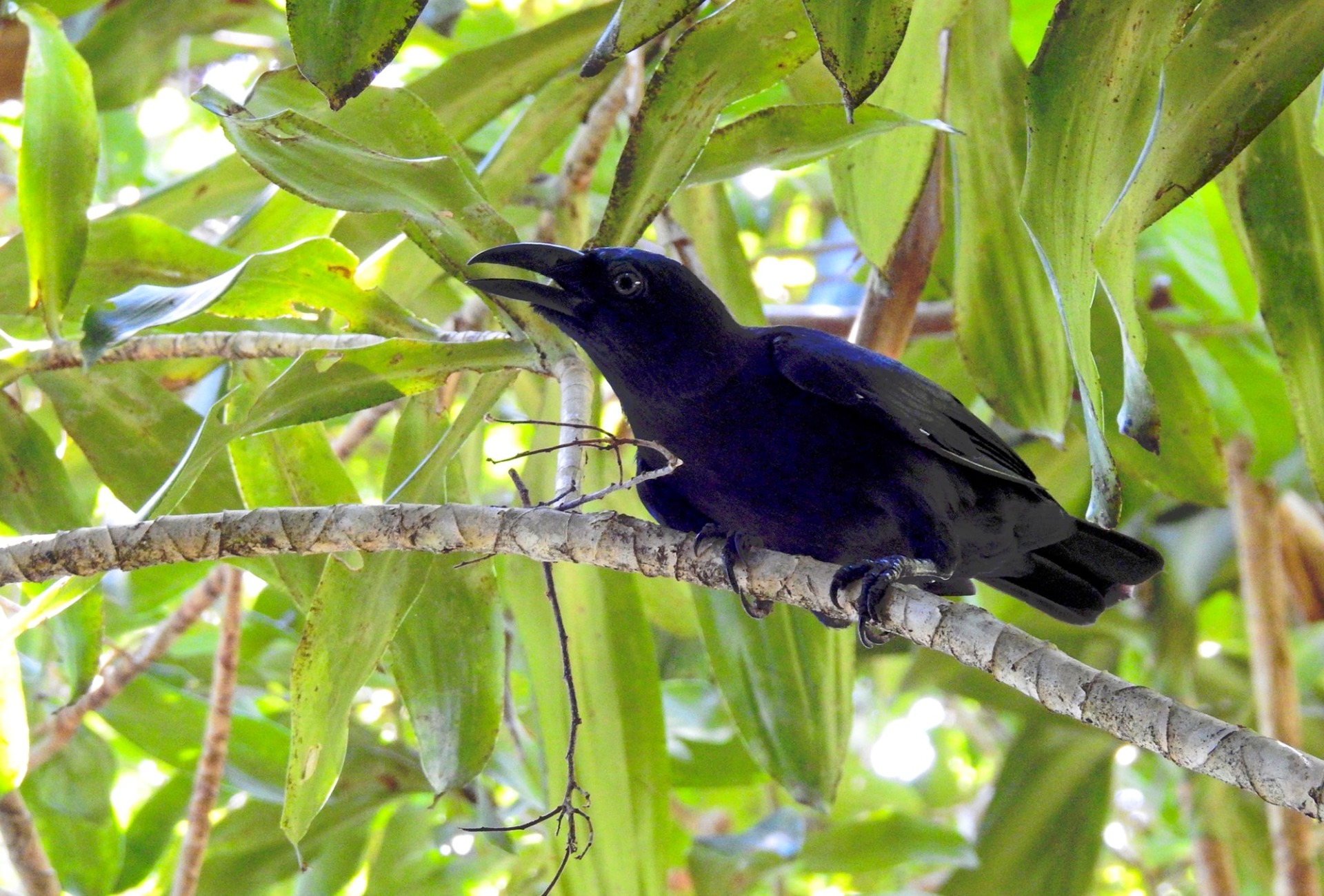 The Critically Endangered Banggai Crow, endemic to Indonesia.