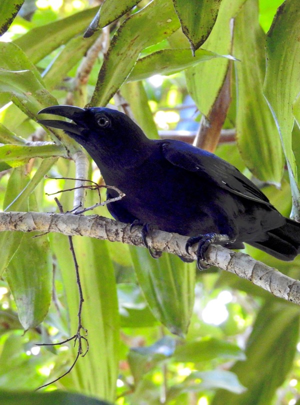 The Critically Endangered Banggai Crow, endemic to Indonesia.