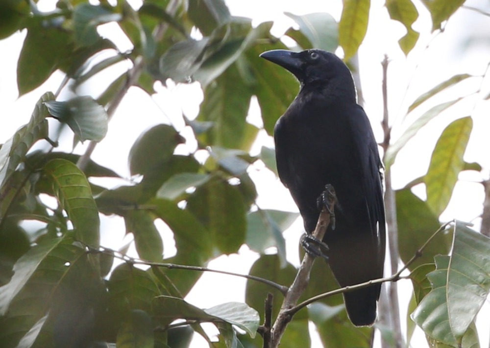 The Critically Endangered Banggai Crow, perched in an evergreen tree on Peling Island off the southeast coast of Sulawesi
