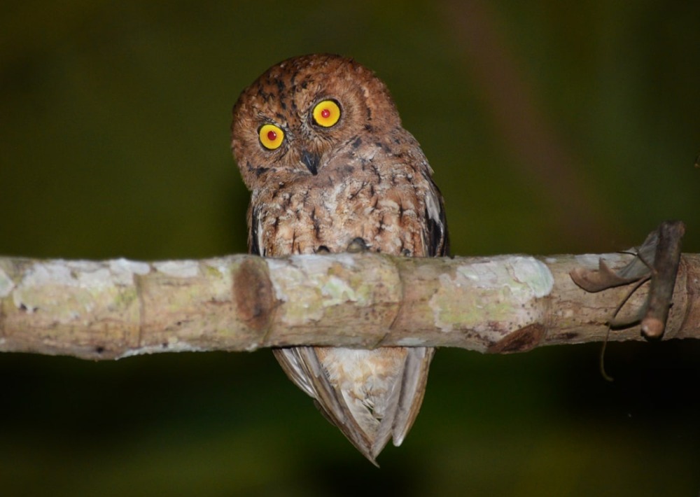 The Banggai Scops-owl of Peling Island, Indonesia