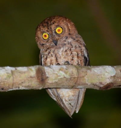 The Banggai Scops-owl of Peling Island, Indonesia