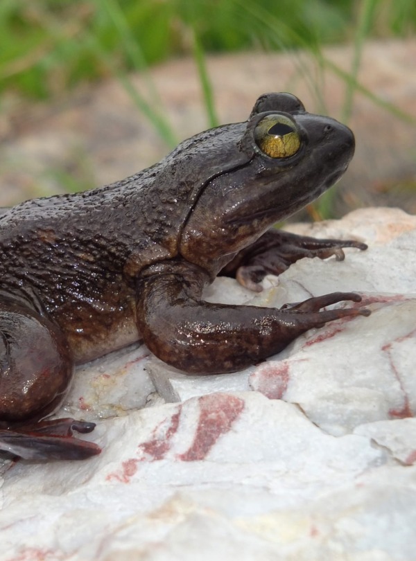 Togo Slippery Frog, courtesy of HERP Conservation-Ghana