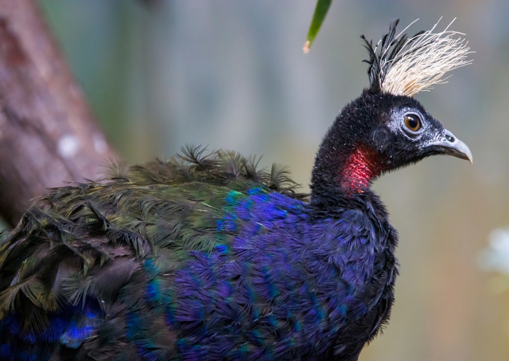 The Vulnerable Congo Peafowl, by Danny Ye