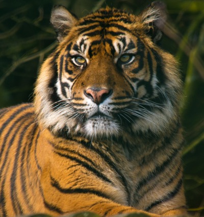 Sumatran Tiger