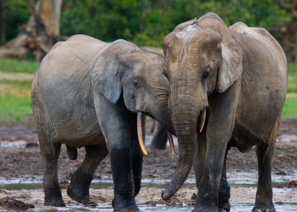Critically Endangered Forest Elephants, by Gudkov Andrey/shutterstock