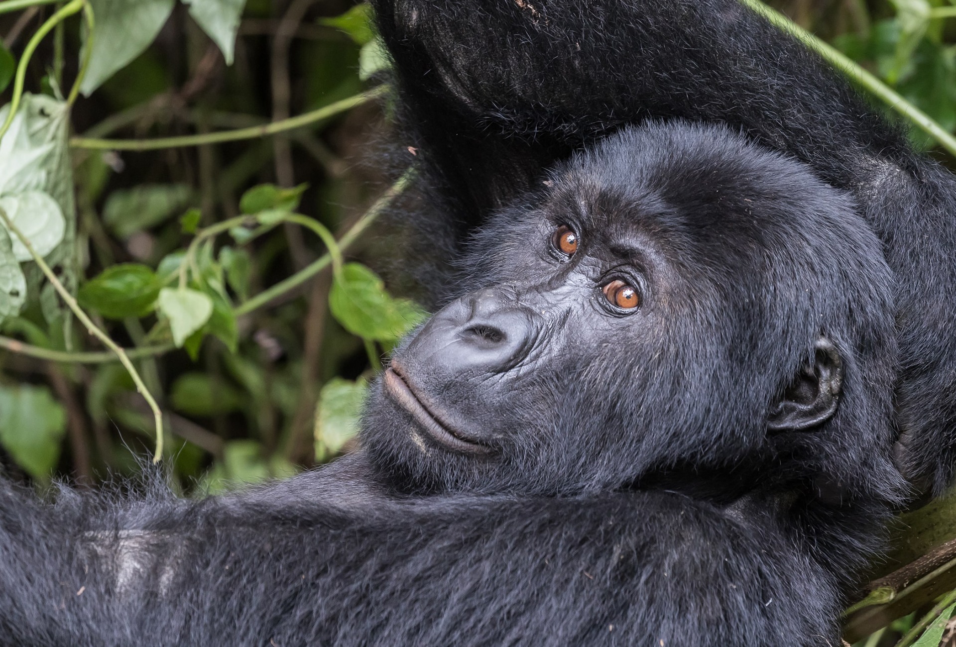 The Critically Endangered Grauer's Gorilla or Eastern Lowland Gorilla