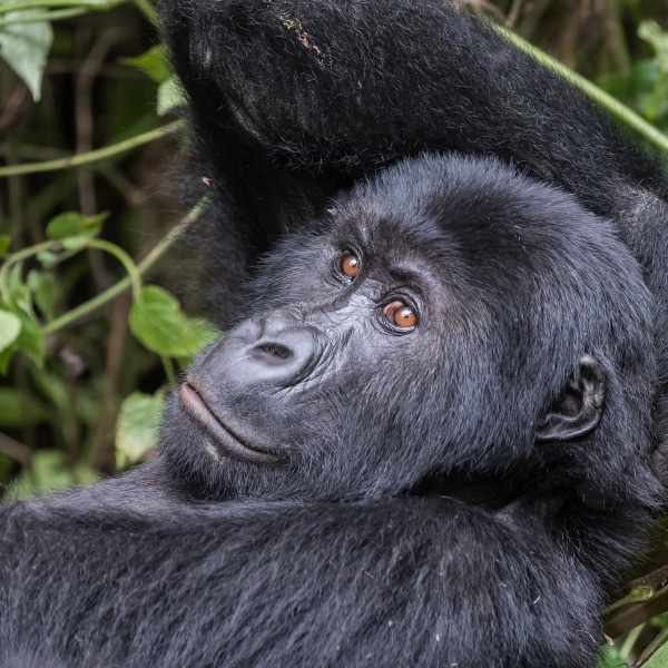 The Critically Endangered Grauer's Gorilla or Eastern Lowland Gorilla