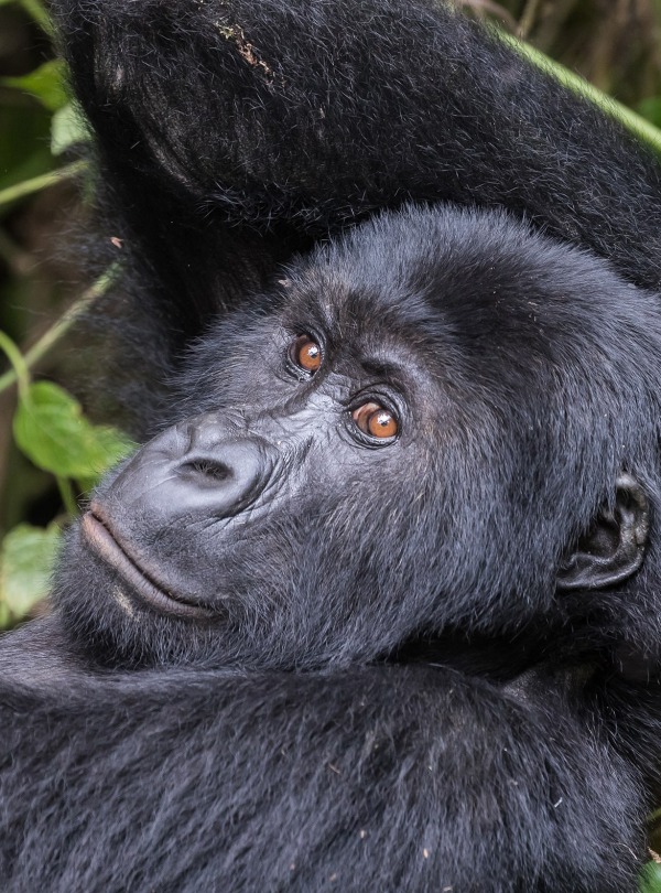 The Critically Endangered Grauer's Gorilla or Eastern Lowland Gorilla